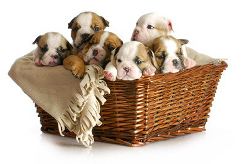 Club Canin A.C.B.I.F *