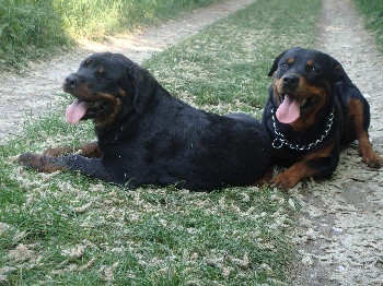 Elevage DES GARDIENS DU CULLINAN Rottweiler