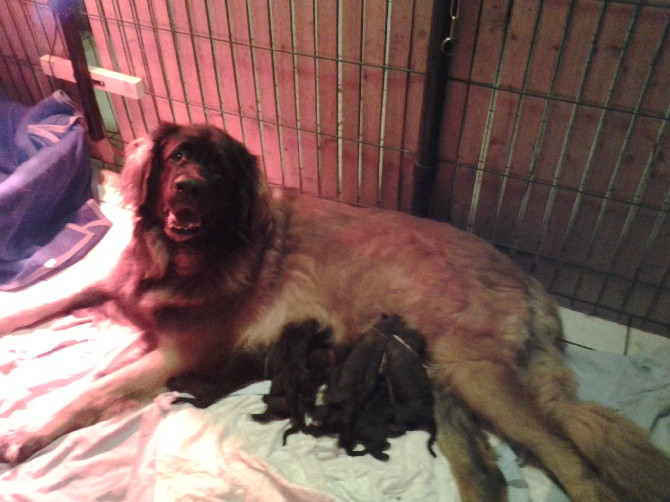 Elevage JARDINS DE BOUDOU Leonberger *