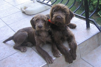 Elevage DU GRAND MONTFAUCON pudelpointer Terrier de chasse allemand