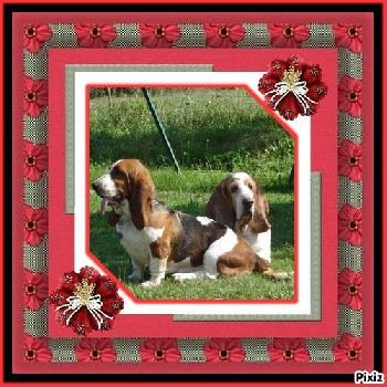 Elevage DU MAS DES ALBIZZIAS Boxer Basset Hound *