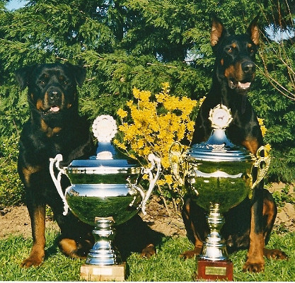 Elevage SOLDATS DU FEU Berger Belge Malinois*