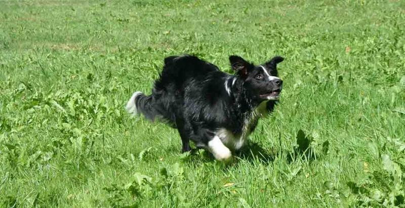 Education canine Morbihan*
