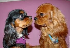 Elevage DU VAL DE LA VEZERE Cavalier King Charles Spaniel