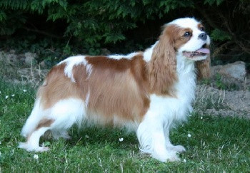 Elevage LES BULGARIANS Cavalier King Charles *