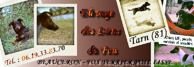 Elevage DES LIENS DU FEU Berger de Beauce LOF *