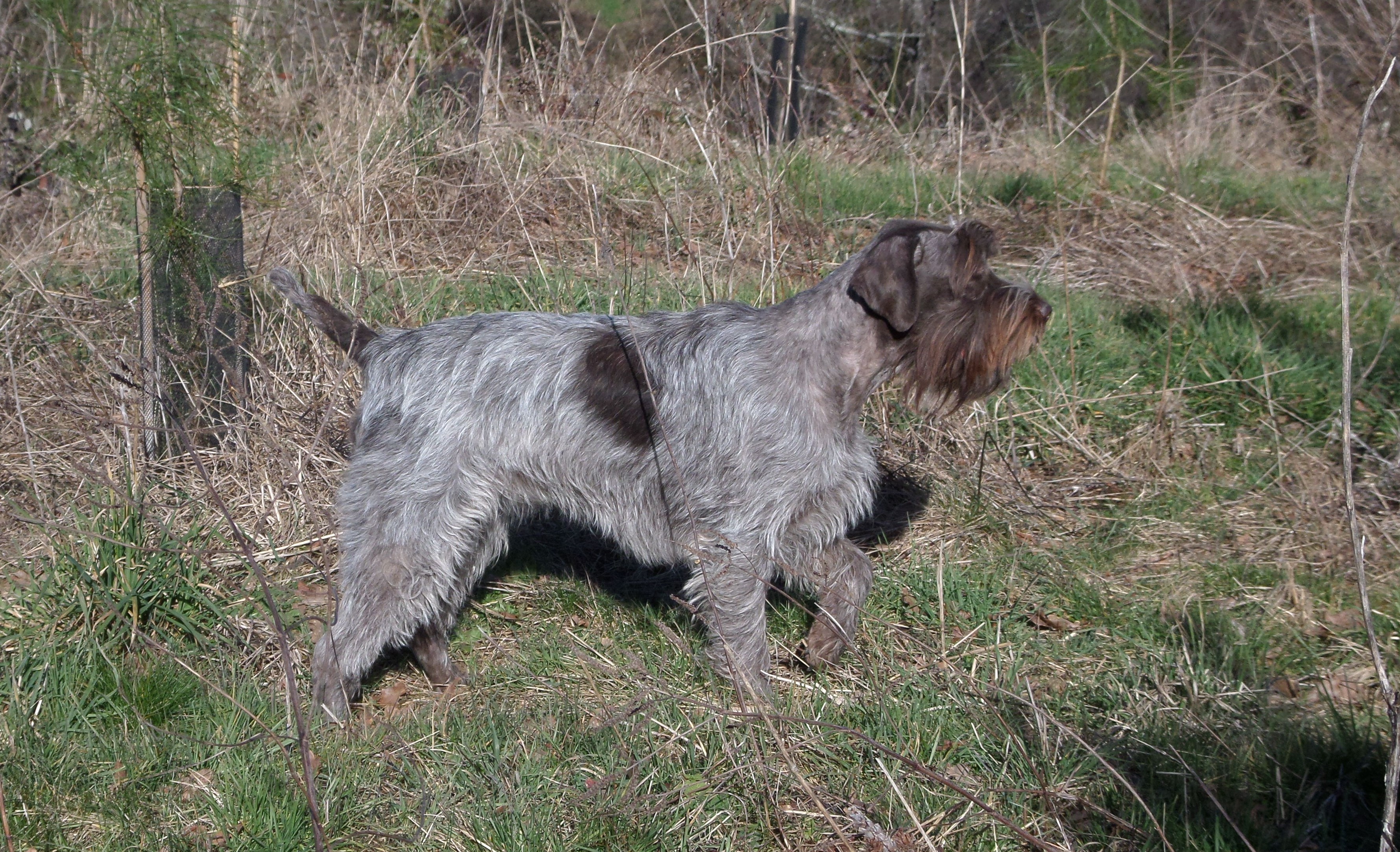 Elevage Canin des Etangsd'ASSAT