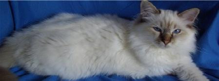 Tous Les Eleveurs De Birman