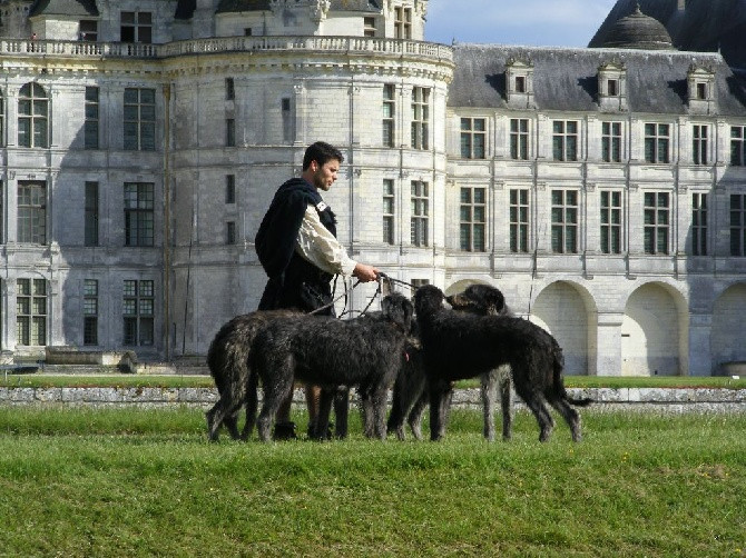 Elevage ANTONIUS VERTRAGUS DEERHOUNDS chiens Levrier ecossais