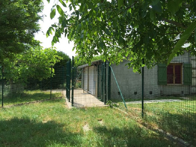 Elevage LE TEMPLE DES 7 MERVEILLES Pinscher Chihuahua LOF*