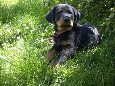 Elevage DES MILLE PAS DE LOUP Beauceron *