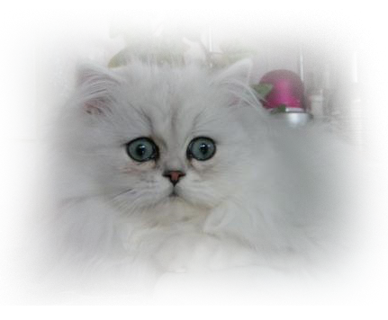 Exotic Shorthair Polytrans