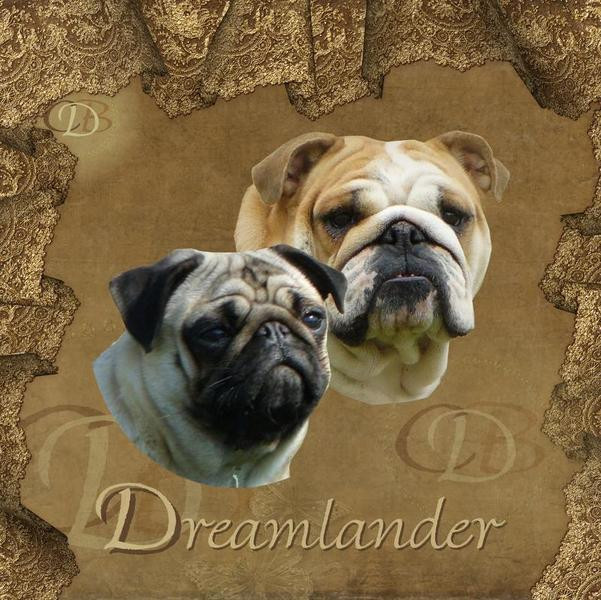 Elevage DREAMLANDER Bulldog Carlin *