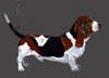 Le blog de Bouli un basset hound *