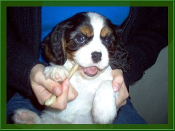 Elevage DEGONDEVILLE Cavalier King Charles Spaniel *