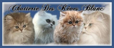 Tous Les Eleveurs De Persan