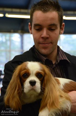 Elevage STYLE ORGANDI Cavalier King Charles Spaniel*