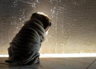 Elevage POMMIERS DE SHANGHAI Shar pei *