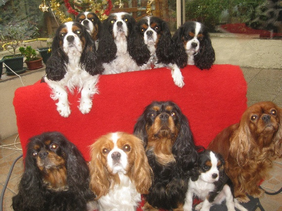 Elevage DES ANGES DE LA LYVE Cavalier King Charles Spaniel *