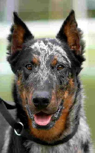 Elevage SERMENT DES BRUMES Beauceron *