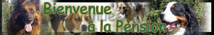 AUX CALINS CANINS Pension pour chiens et chats
