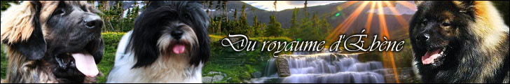 Élevage du ROYAUME D EBENE Lhassa Apso*