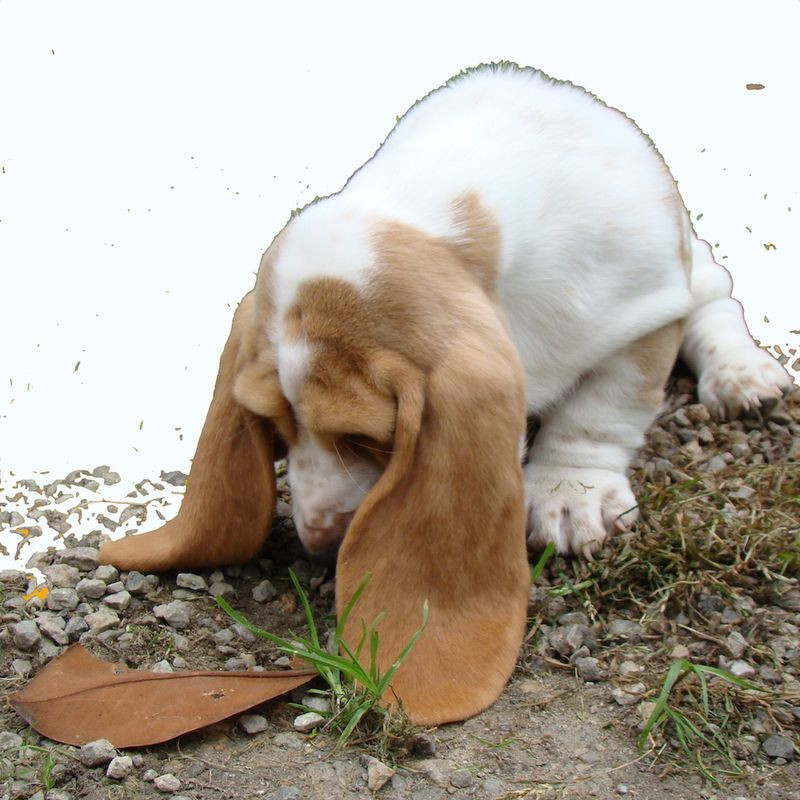 Elevage DOMAINE DE KEROUANT Basset Hound *