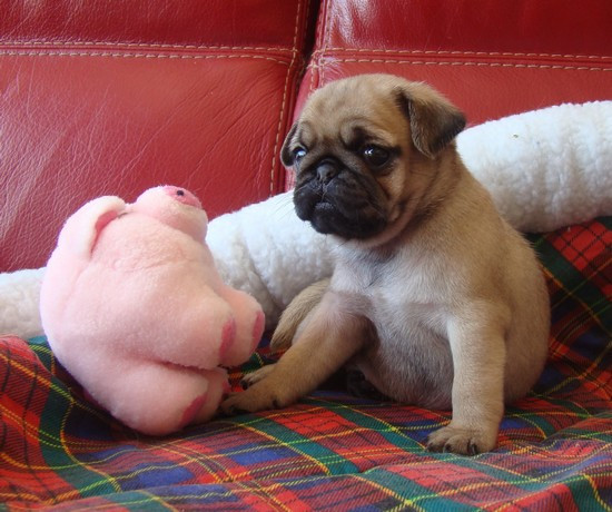 Elevage DE KARMACHRY Carlin & Lhassa Apso