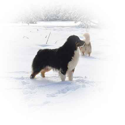 Elevage OPAL AUSSIE Berger Australien *