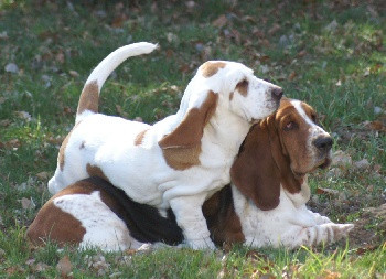 Eleveur DES AMES TRANQUILLES Basset Hound *