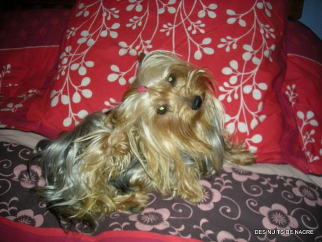 Elevage DES NUITS DE NACRE CanichesToy Yorkshire Terrier *
