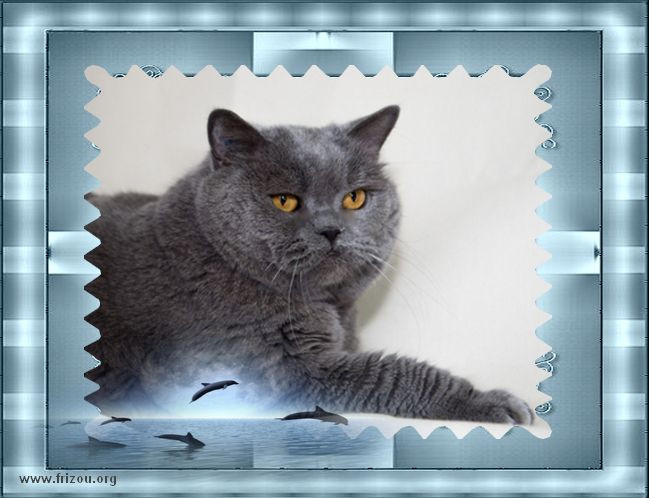 blog MES CHATS BRITISH SHORTHAIR *