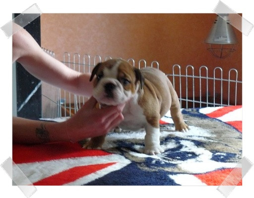 Elevage LE LOCH VICTORIA'S BULLS Bulldog *