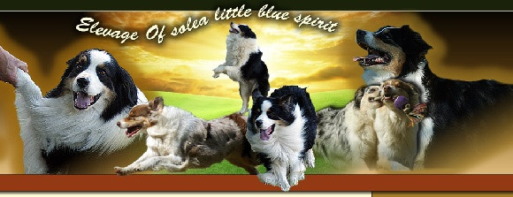 Elevage OF SOLEA LITTLE BLUE SPIRIT RACE Berger australien *