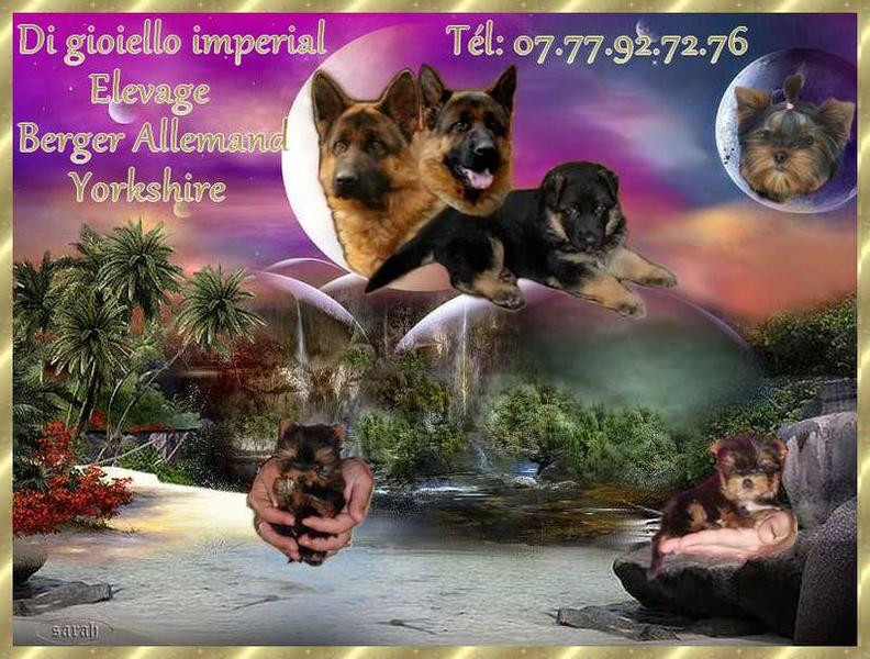 Elevage DI GIOIELLO IMPERIAL de Yorkshires & Bergers Allemand*