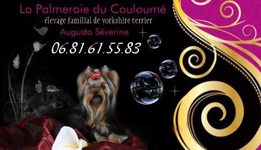 Elevage DE LA PALMERAIE DU COULOUME Yorkshire Terrier