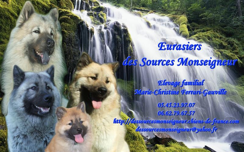 Elevage DES SOURCES MONSEIGNEURS Eurasier *