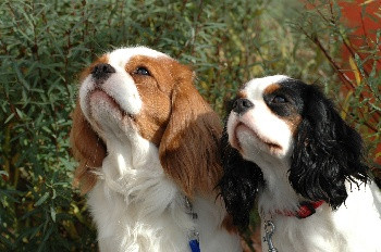 Elevage REFLETS DE LA VALSERINE Cavalier King Charles *