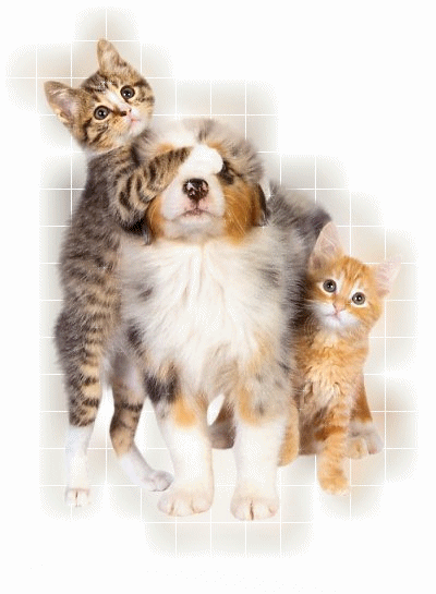 PENSION TOUS CALIN Pension familiale chien, chats ect...*