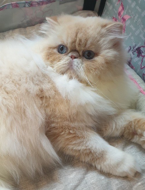 Exotic Shorthair Polytrans