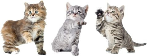 NATUROPATTES médecine naturelle pour chien chat *