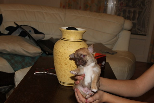 Elevage AU ROYAUME DES MINIS STAR Chihuahuas*