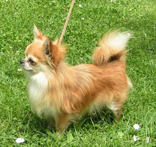 Elevage LA DOUCE ESPERANCE Chihuahua *