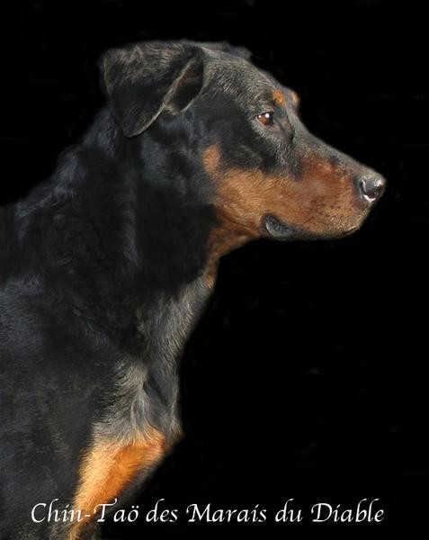 Elevage DES SAGES DU LOTUS NOIR Beauceron*