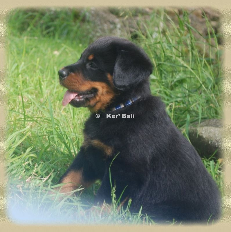 Elevage KER BALI Beauceron*