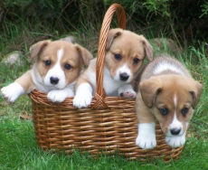 Elevage LES TOMMYKNOCKERS Welsh corgi*