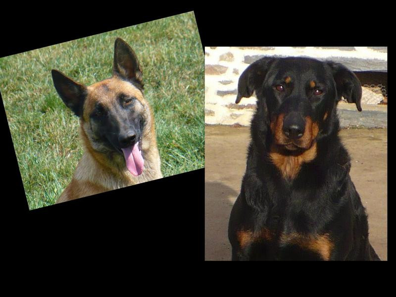 Elevage DES BEAUCEMALOUS Berger de Beauce et Berger Belge Malinois*