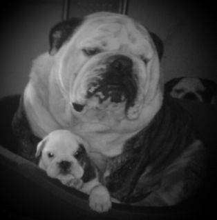 Elevage LA TATUMIERE Bulldog Anglais *