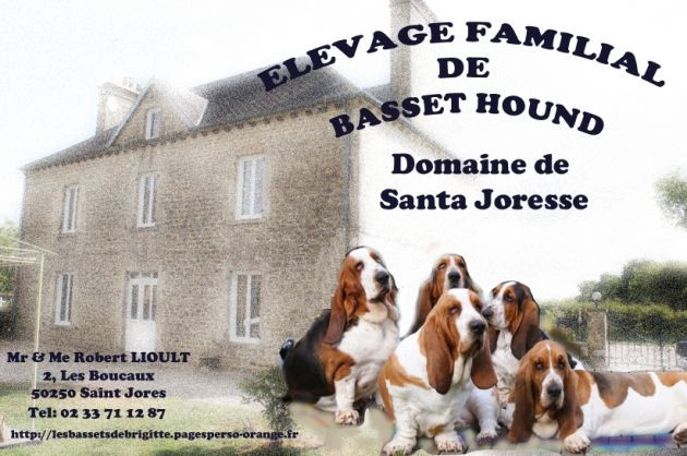 Elevage DOMAINE DE SANTA JORESSE Basset Hound*