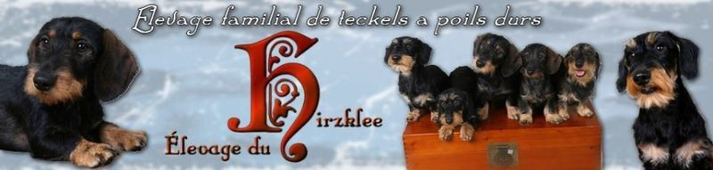 Elevage HIRZKLEE Teckel *